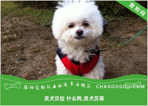 灵犬贝拉 什么狗,灵犬贝蒂